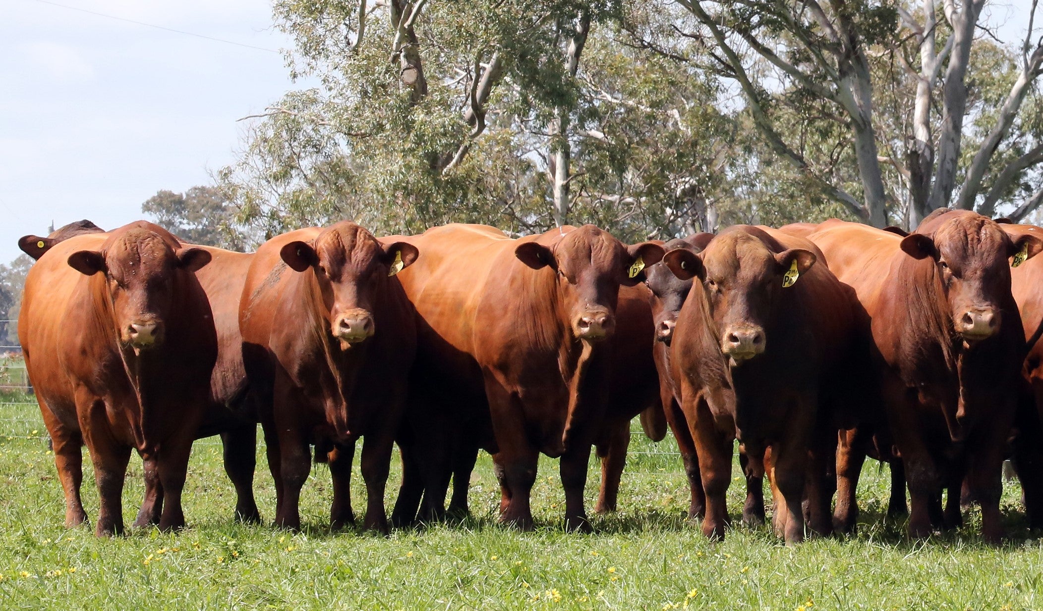 Kurra-Wirra Annual Bull Sale 2026