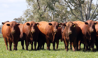 Kurra-Wirra Annual Bull Sale 2026