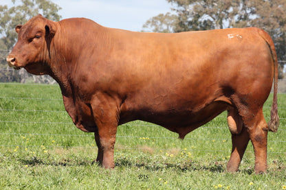 Kurra-Wirra Annual Bull Sale 2026