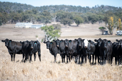 319 Preg-Tested In-Calf Angus Cows