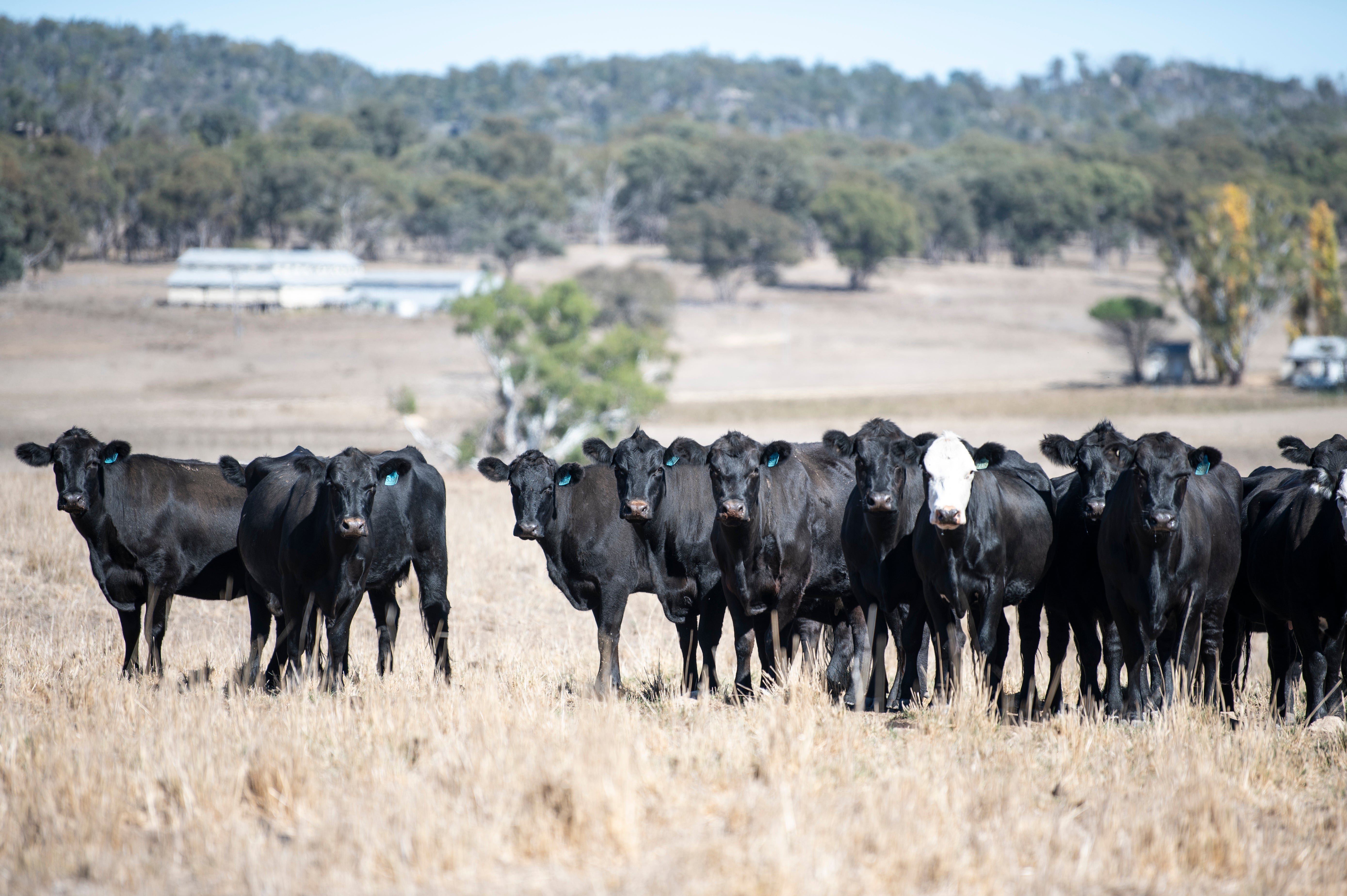 319 Preg-Tested In-Calf Angus Cows