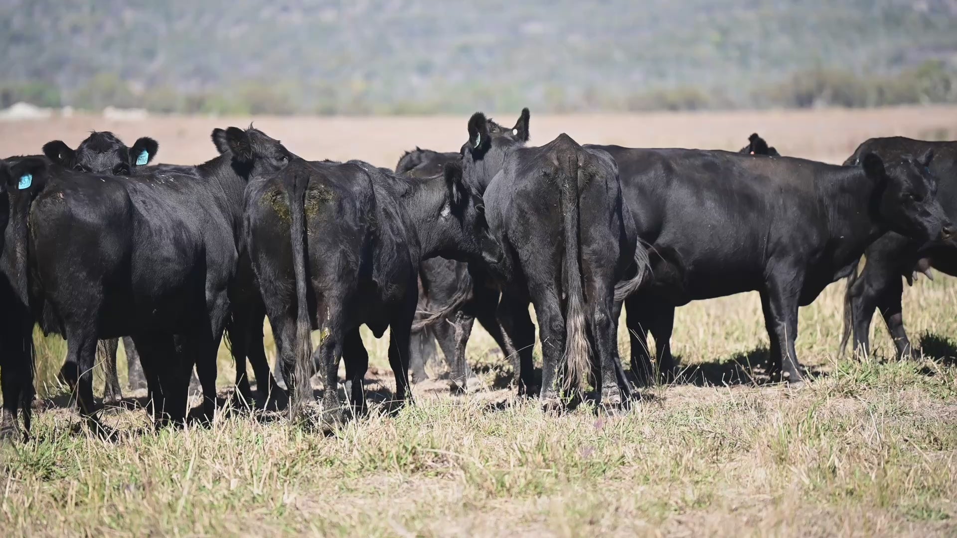 319 Preg-Tested In-Calf Angus Cows