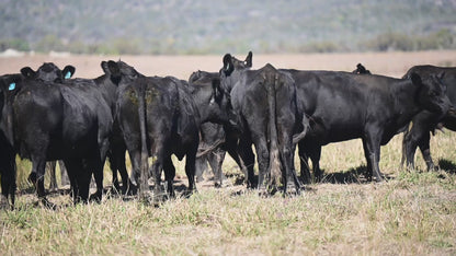 319 Preg-Tested In-Calf Angus Cows