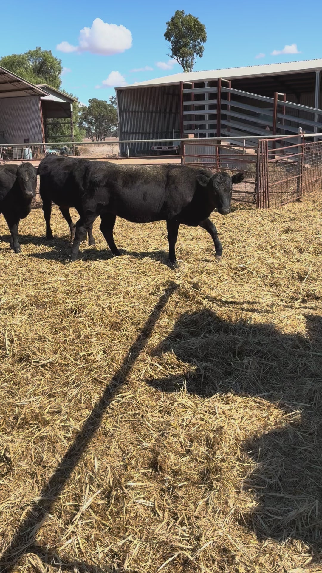 83 F1 Weaners