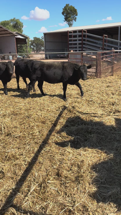 83 F1 Weaners