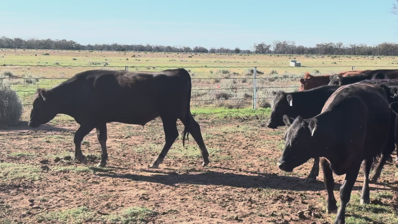 140 Angus Mixed Sex Steers & Heifers