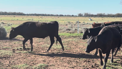 140 Angus Mixed Sex Steers & Heifers