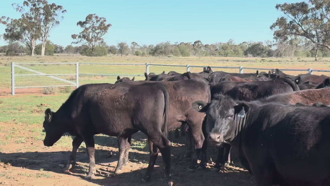 140 Angus Mixed Sex Steers & Heifers
