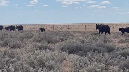 48 Angus Cows & Calves