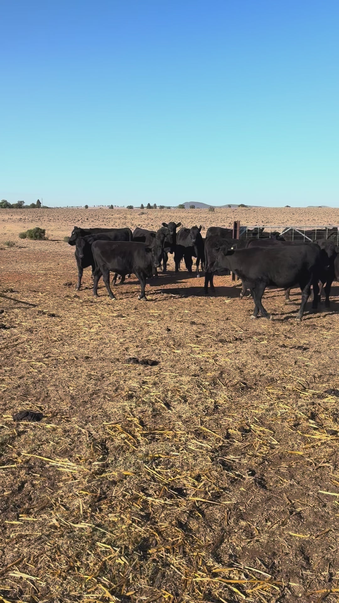 83 F1 Weaners