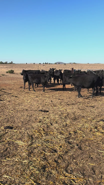 83 F1 Weaners