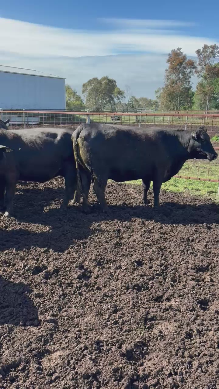 Thirty seven Angus cows and calves for sale
