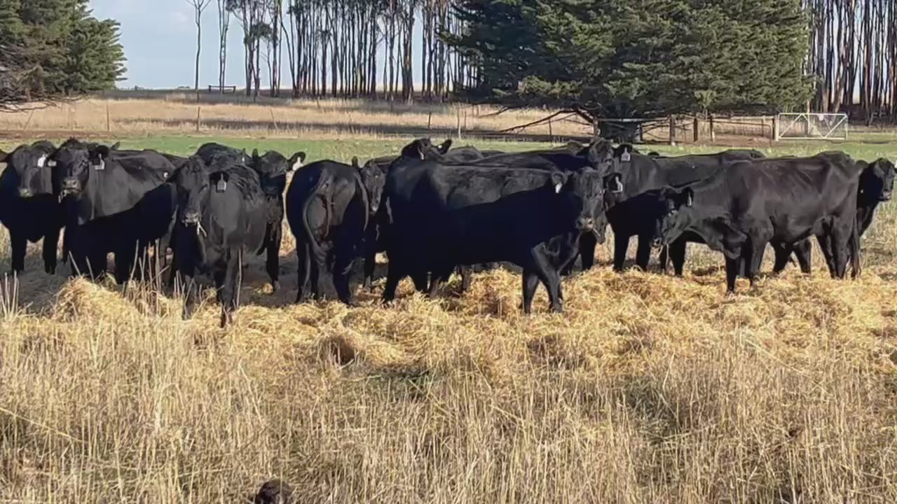 83 Preg-Tested In-Calf Angus Heifers