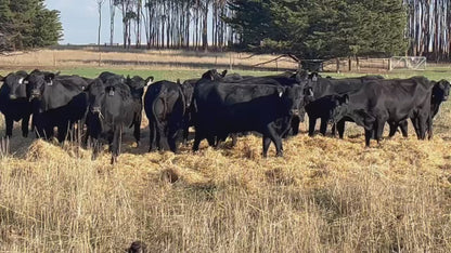 83 Preg-Tested In-Calf Angus Heifers